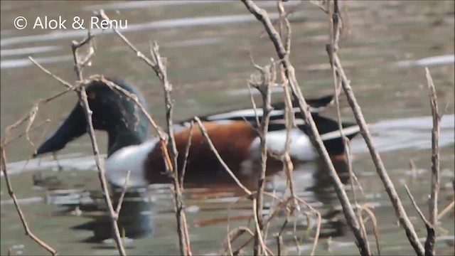 Canard souchet - ML201963681