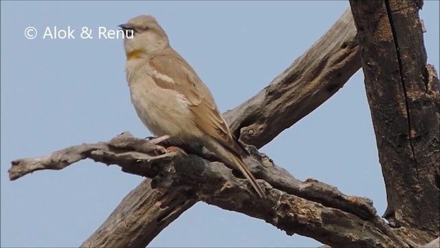 Moineau à gorge jaune - ML201963691