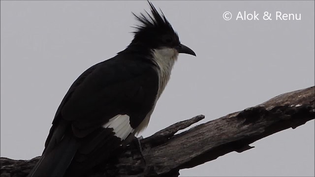 Pied Cuckoo - ML201963761