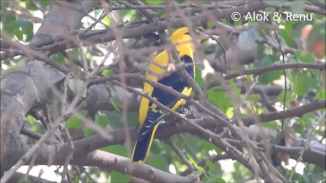 Indian Golden Oriole - ML201963781