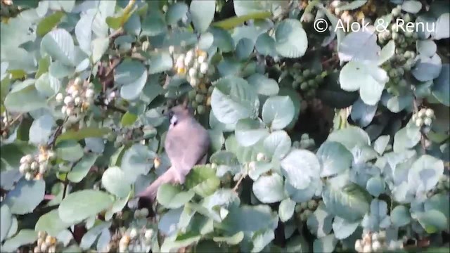 Bulbul à joues blanches - ML201963891