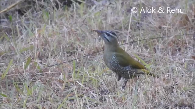 Scaly-bellied Woodpecker - ML201963931