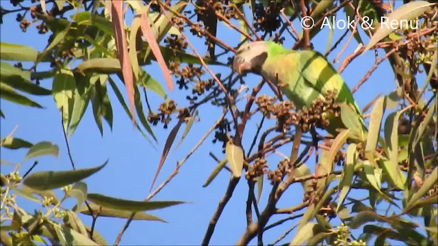 Red-breasted Parakeet - ML201963961