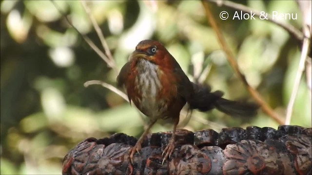 ホオアカマルハシ - ML201963971