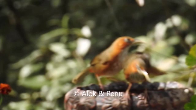 Rusty-cheeked Scimitar-Babbler - ML201963981