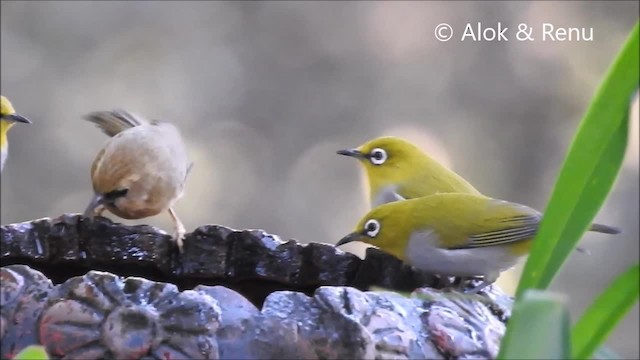 Black-chinned Babbler - ML201964011