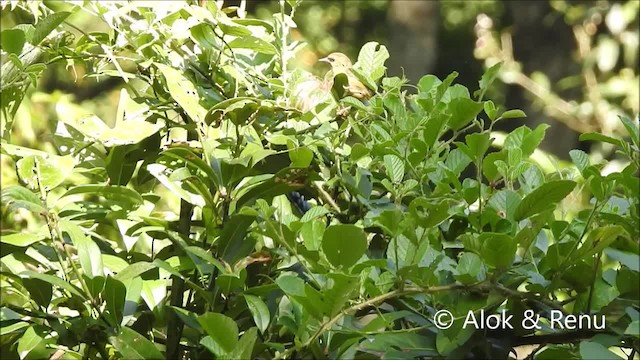 Black-chinned Babbler - ML201964021