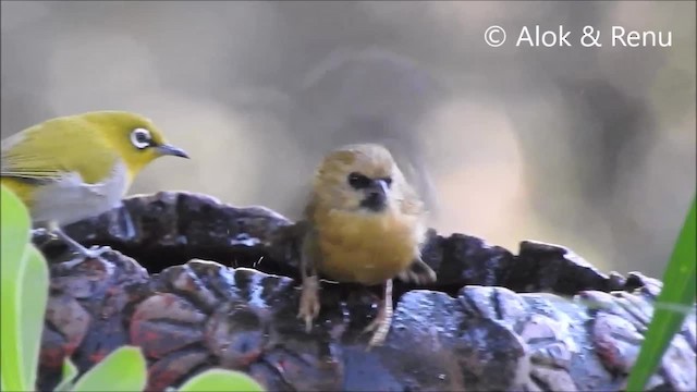 Black-chinned Babbler - ML201964031