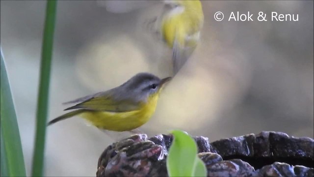 Mosquitero Cabecigrís - ML201964041