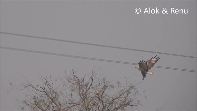 Long-legged Buzzard (Northern) - ML201964051