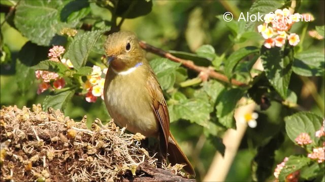 Rufous-bellied Niltava - ML201964101