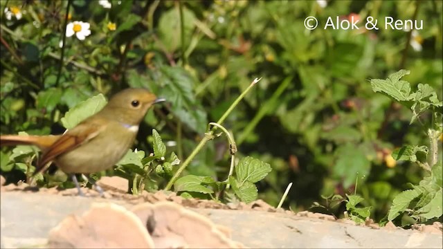 Rufous-bellied Niltava - ML201964111