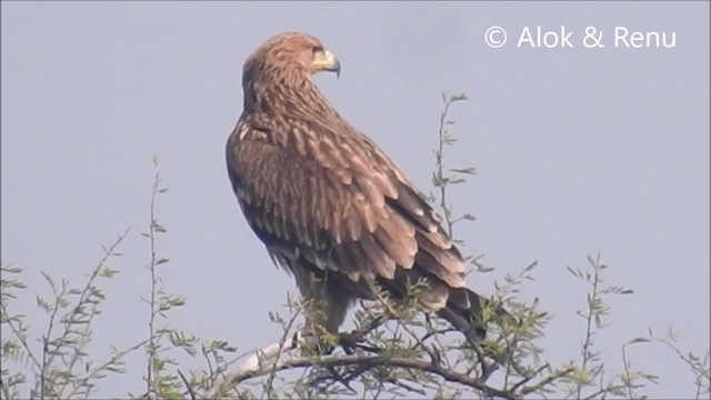 Aigle impérial - ML201964161