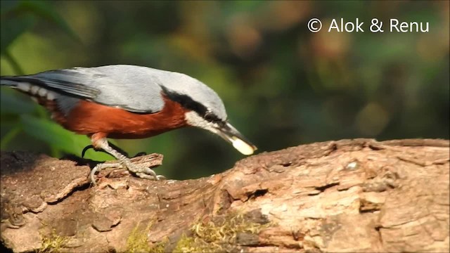 Chestnut-bellied Nuthatch - ML201964221