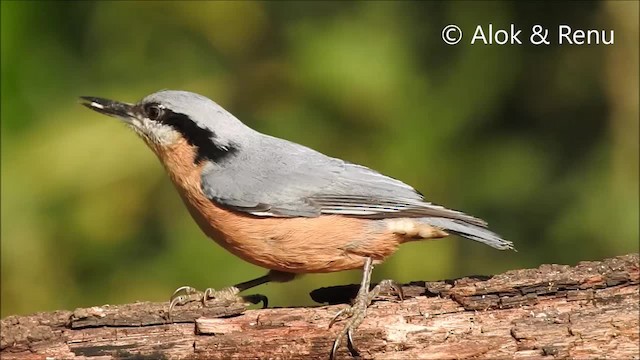 Chestnut-bellied Nuthatch - ML201964231