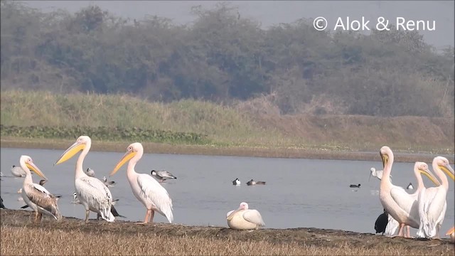 Great White Pelican - ML201964251