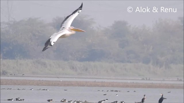 Great White Pelican - ML201964271