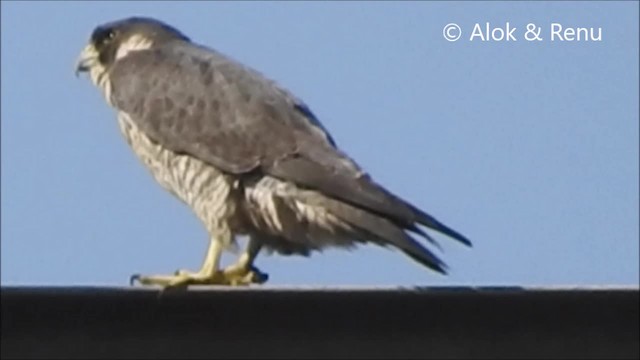 Faucon pèlerin (calidus/tundrius) - ML201964281