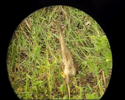 Pinnated Bittern - ML201964311