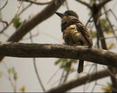 Two-banded Puffbird - ML201964381