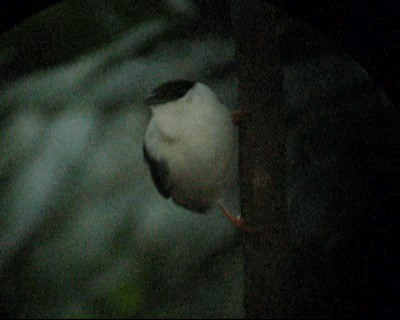 White-bearded Manakin - ML201964391