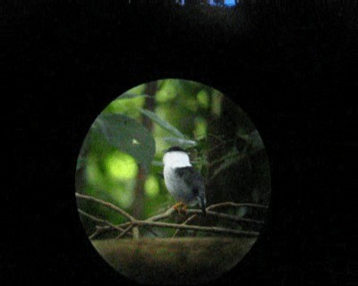 White-bearded Manakin - ML201964401