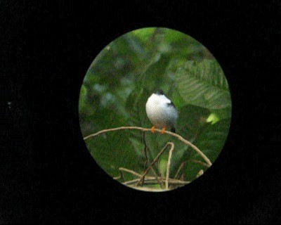 White-bearded Manakin - ML201964411