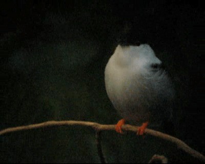 White-bearded Manakin - ML201964421