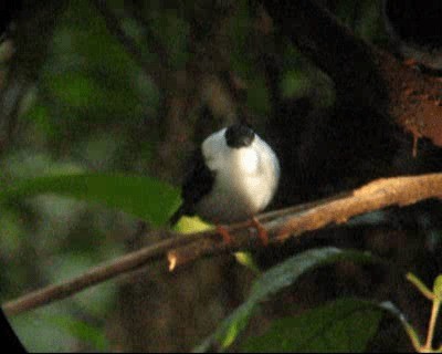 White-bearded Manakin - ML201964431