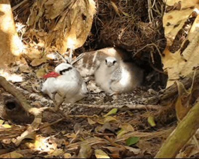 Red-billed Tropicbird - ML201964441