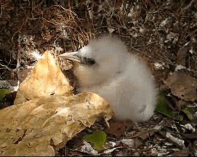 Red-billed Tropicbird - ML201964451