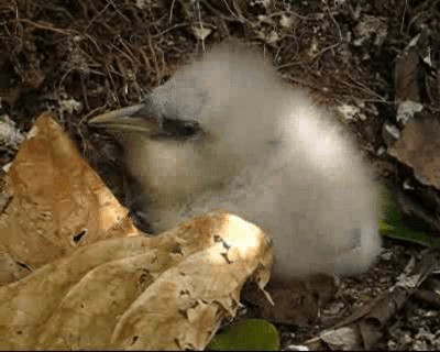 Red-billed Tropicbird - ML201964461