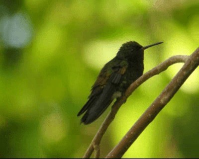 Copper-rumped Hummingbird - ML201964571