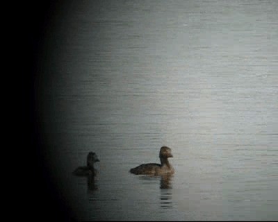 Least Grebe - ML201964641