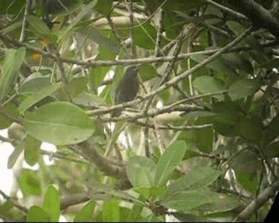 Sooty Grassquit - ML201964661