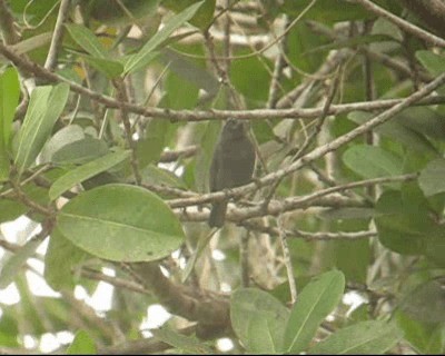 Sooty Grassquit - ML201964671