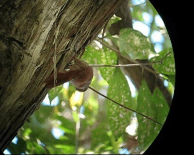 Cocoa Woodcreeper (Cocoa) - ML201964691