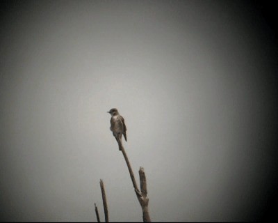 Olive-sided Flycatcher - ML201964771