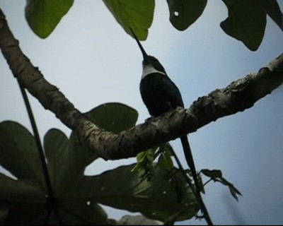 Jacamar à longue queue - ML201964791