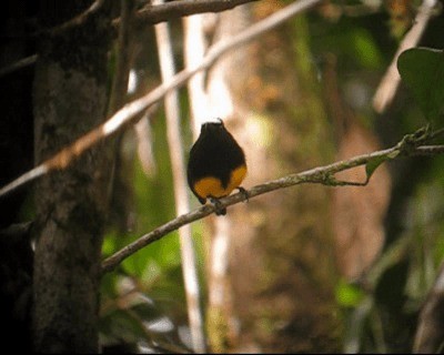 Orange-bellied Manakin - ML201964871