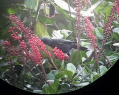 Golden-tufted Grackle - ML201964891