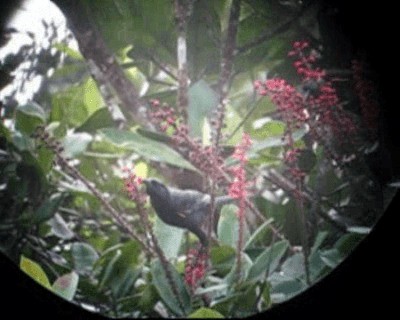 Golden-tufted Grackle - ML201964901