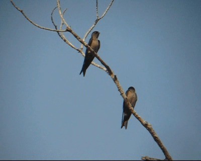 White-thighed Swallow - ML201964931