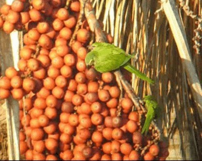 Red-bellied Macaw - ML201964941