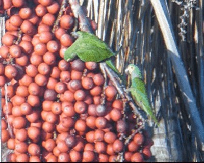 Red-bellied Macaw - ML201964951