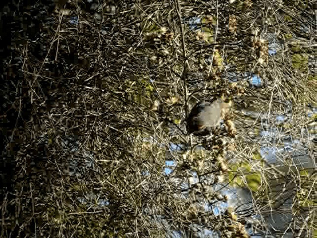 Greater Antillean Bullfinch - ML201965091