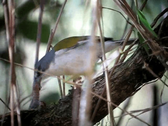 White-winged Warbler - ML201965101