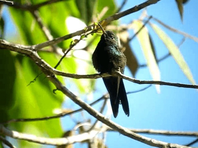kolibřík haitský - ML201965121