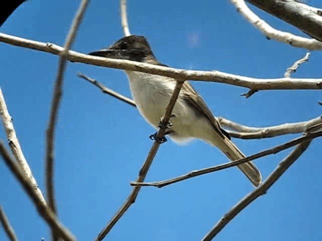 Loggerhead Kingbird - ML201965131