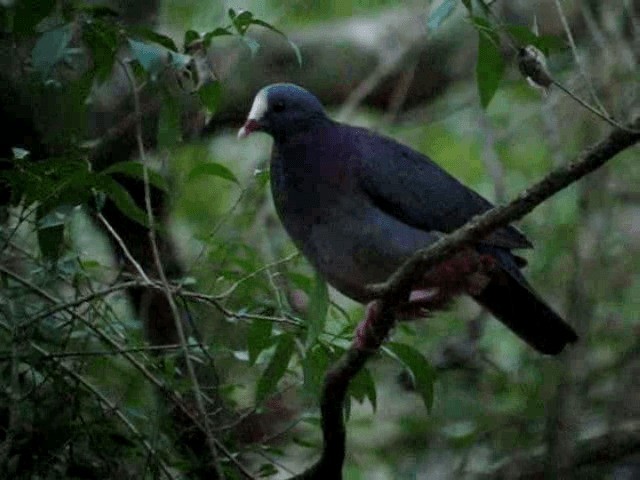 White-fronted Quail-Dove - ML201965151